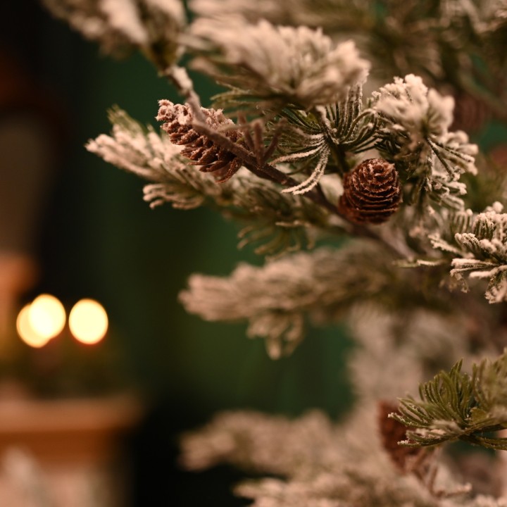 Jeune sapin de Noël enneigé