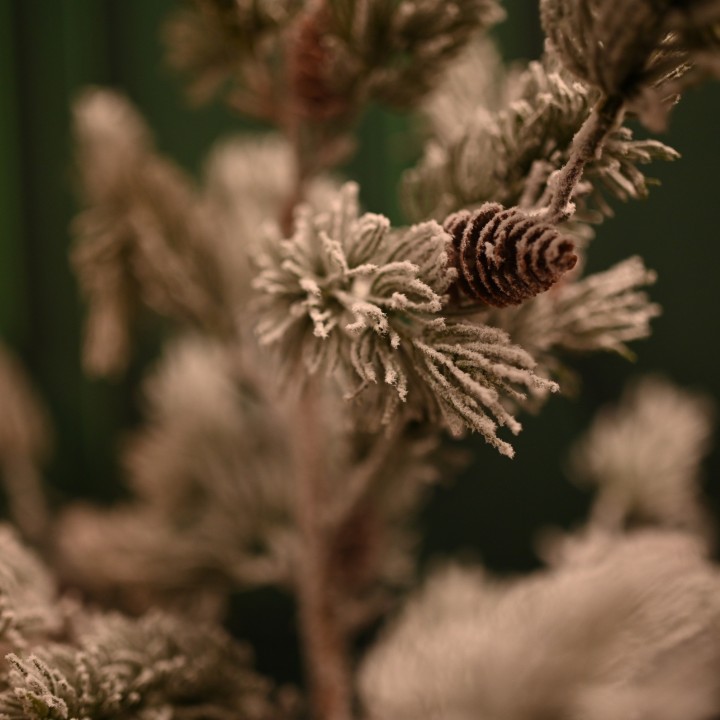 Jeune sapin de Noël enneigé